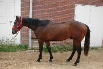 Ʈ�����ڸ��� (TRIPLE KOREA) ����