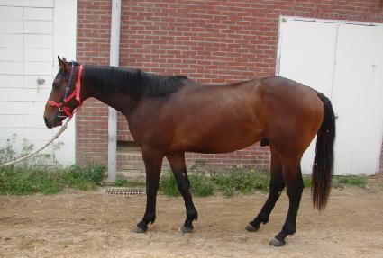 Ʈ�����ڸ��� ����