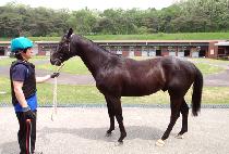 ���Ӵ�� (GASOK DAERO) ����