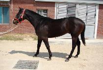 ����Ư�� (SEONBONG TEUKGEUP) ����