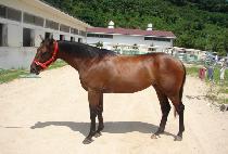 �ݺ��Ѿ� (GEUMBIT CHONGAL) ����