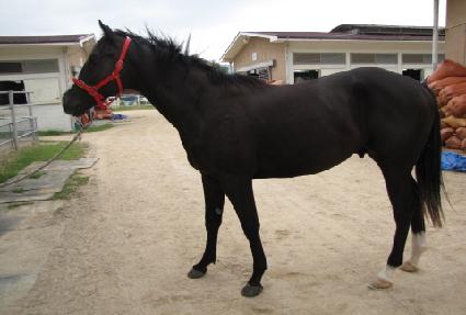 ������Ʈ���� ����