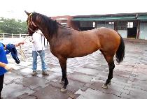 ���̿������� (J.S. RUNNER) ����