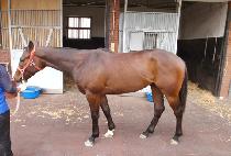 ���ʸ����� (APPEALING JEIL) ����