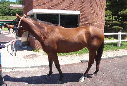 �����÷��� ����