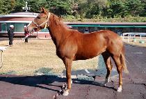 �������� (CHOEJONG BYEONGGI) ����