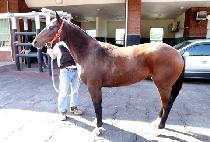 ���̿������� (J.S. WIND) ����