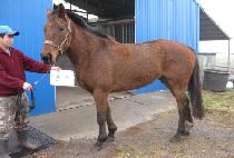 ���� (MANCHU) ����