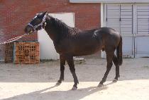 �����¾� (GEOMEUN TAEYANG) ����