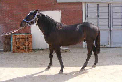 �����¾� ����