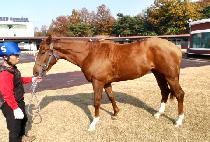 ���ϰ� (SAEAMGOL) ����