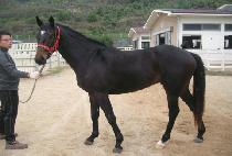 ���κ��� (PRO VICTOR) ����