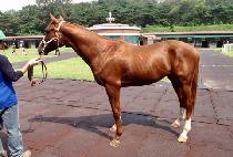 ���Ǵн� (BURN PHOENIX) ����