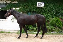 ��ũ������ (SECRET  FORCE) ����