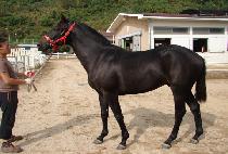 �����ҿ� (BAEKJEOLBURYO) ����