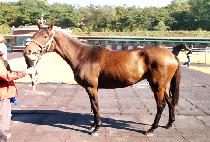 �������� (REAL VOLPONI) ����