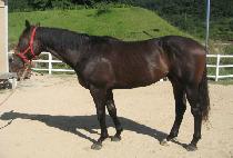 �ְ���� (CHOEGANG CHULLYEOK) ����