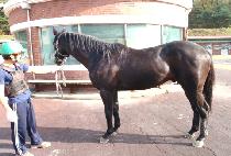 �򼮼��� (BIG SUCCESS) ����