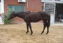 �̶� (KELLAN) ����