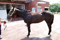 ��õ��ǳ (GWACHEON DOLPUNG) ����