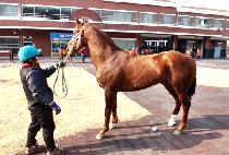 ��Ʈ����Ŀ (CHART MAKER) ����