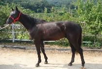 ������� (GOLD CHANCE) ����