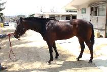 ��ǳ��ȣ (DOLPUNG GANGHO) ����