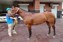 ����Ÿ�̰� (SINJIN TIGER) ����