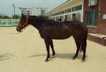 ��õ���� (SINCHEON GONGJU) ����