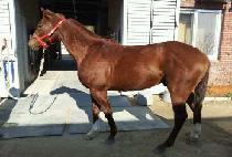 ����Ż���� (VITAL FORCE) ����