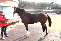 ���̾ (LAIUS) ����