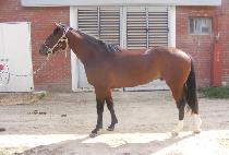 ������� (GUMPODAERO) ����