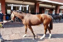 �ǿ���Ÿ (FIESTA) ����