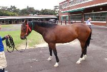 ���� (AEIN) ����