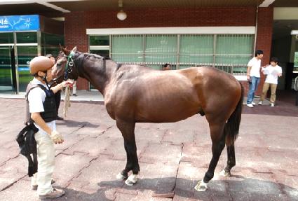 �帲ī ����