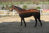 ������ȶ�� (DONGBANGUIHWAETBUL) ����