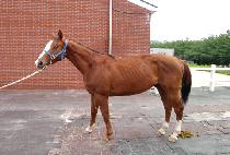 ���õ���� (ONEULDO CHUKBAE) ����