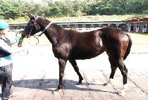 �������� (TOUGH LAND) ����