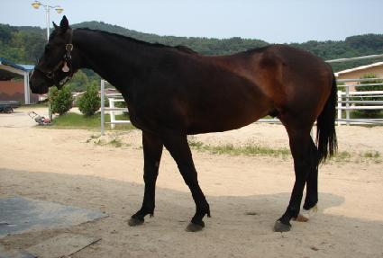 ��Ű�ְ� ����