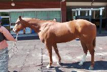 ������Ż���� (ORIENTAL ROSE) ����