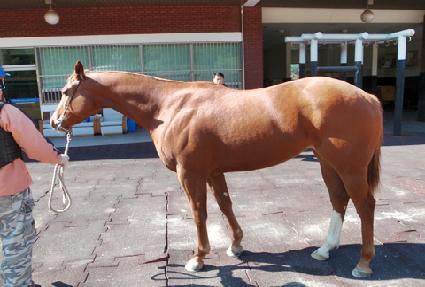 ������Ż���� ����