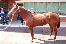 ����ĳ�� (HIGH CASTLE) ����