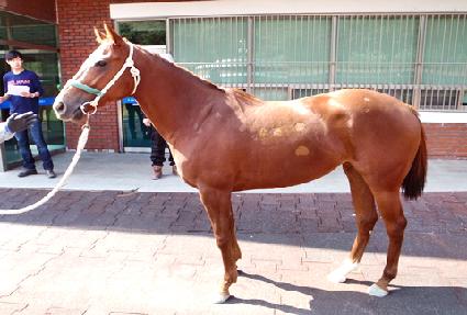 ����ĳ�� ����