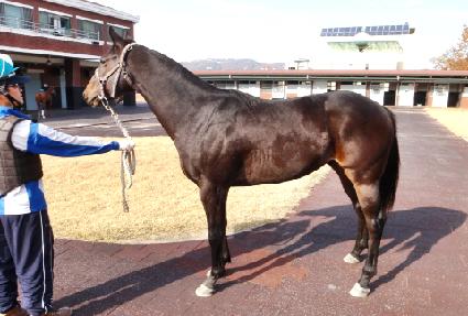 ���̺�ī ����