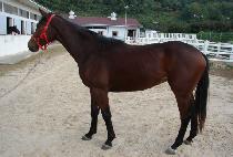 �����ӽ��ǵ� (PRIME SPEED) ����