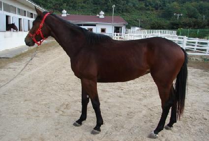 �����ӽ��ǵ� ����