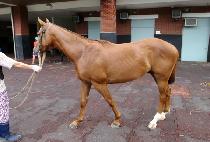 ������ (BOREUCHU) ����