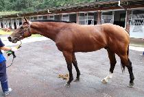 �̻��ϻ轺 (MISSILE SOCKS) ����