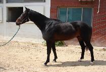 �ʸ� (PILLIP) ����