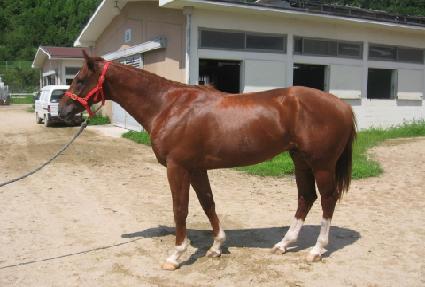 ������Ʈ���� ����